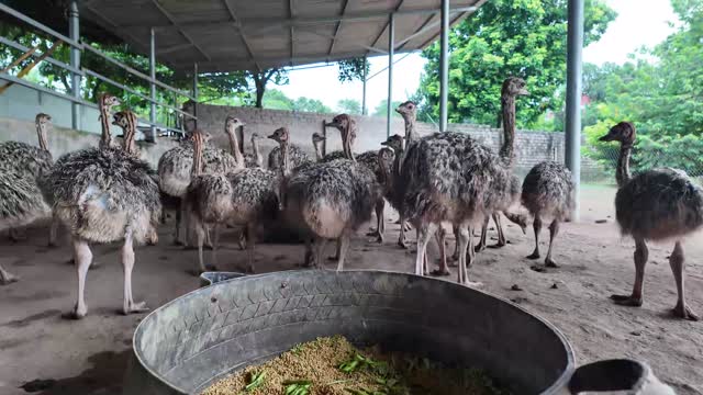 Ostriches Eating From Trough