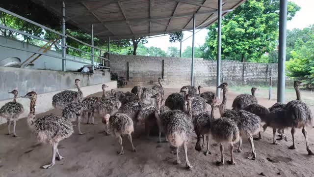 Ostrich Flock Under Roof