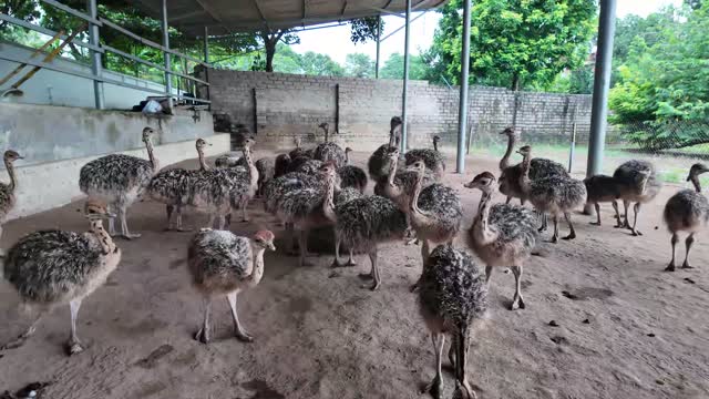 Young Ostriches Gathering