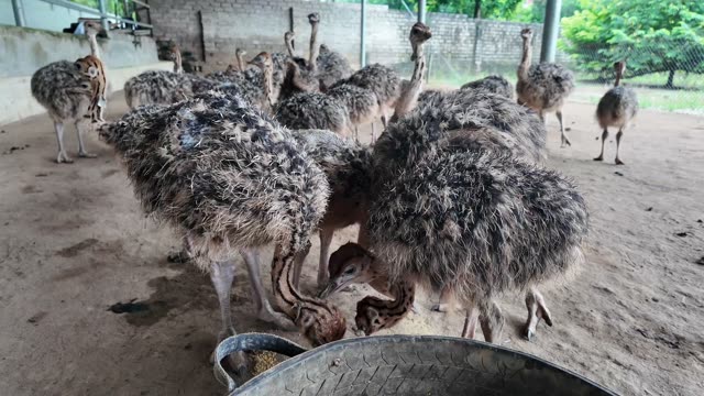 Ostrich Chicks Feeding At Trough