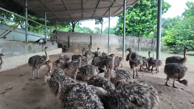 Flock Of Young Ostriches