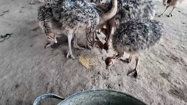 Ostriches Pecking At Feed