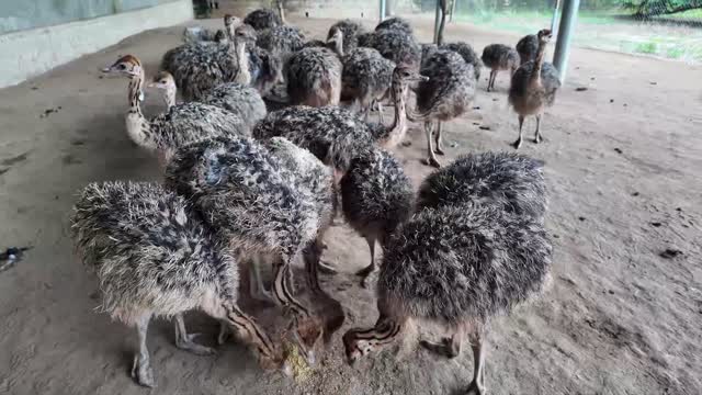 Ostrich Flock Facing Camera