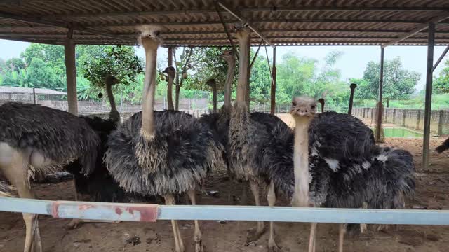 Ostriches Under Farm Roof