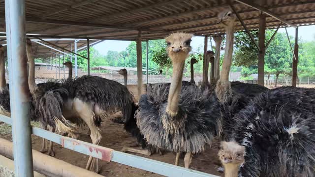 Flock Of Adult Ostriches