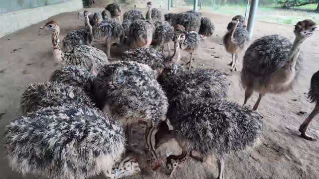 Ostriches Huddled Feeding