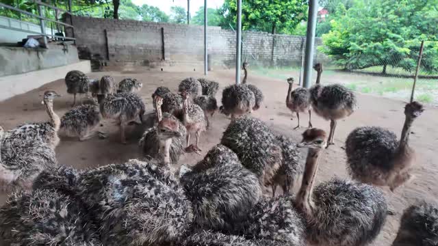 Ostrich Flock In Farm Yard