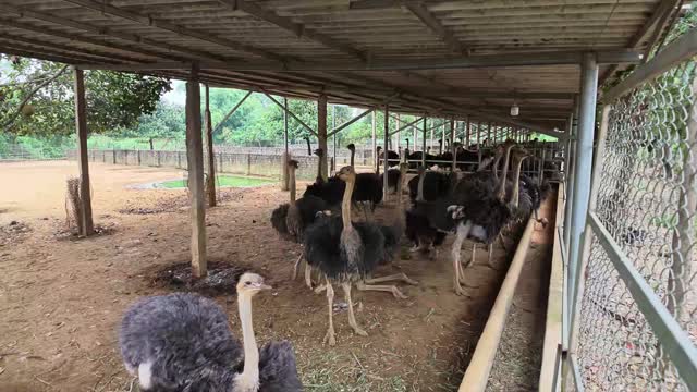 Ostriches In Covered Enclosure