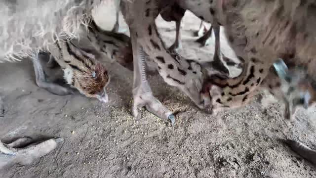 Ostrich Chicks Feeding Detail