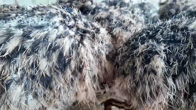 Ostrich Feathers Close Detail