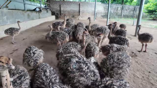 Ostriches In The Sandy Pen