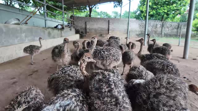 Ostrich Flock Roaming Pen