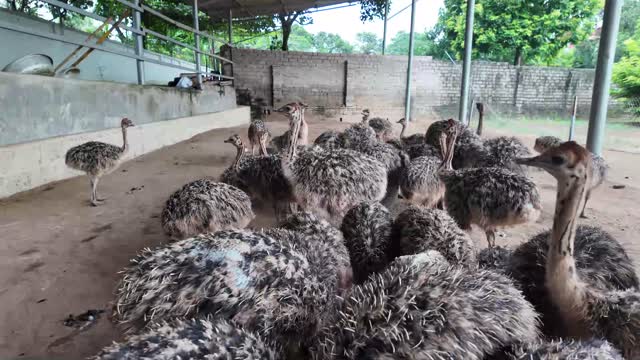 Young Ostriches Close Together