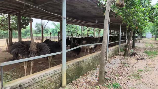 Ostriches Along Farm Fence
