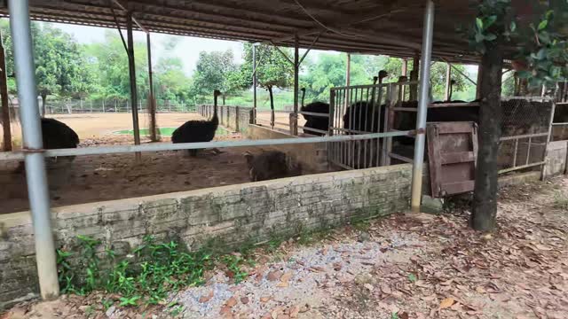 Ostrich Pen And Feed Wall