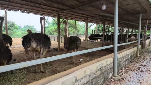 Ostriches In Open Barn Yard
