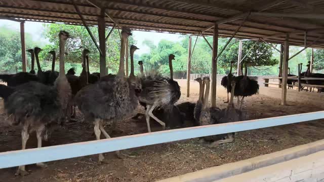 Ostrich Flock Behind Rail