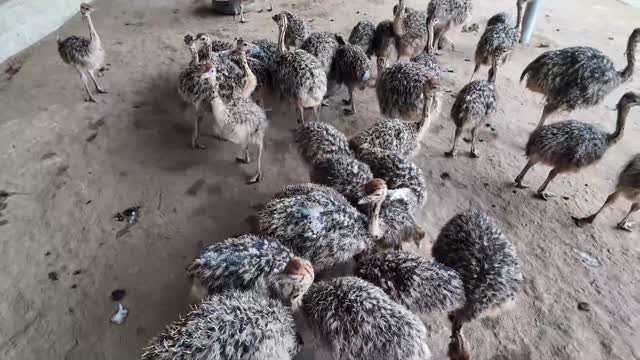 Young Ostrich Chicks Feeding