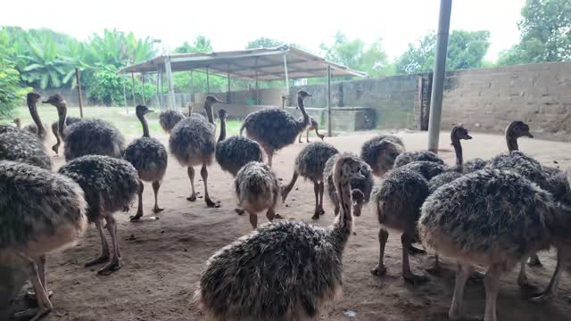 Juvenile Ostriches In Open Pen
