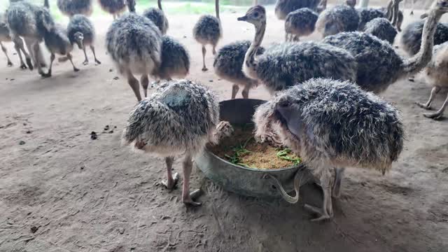 Ostrich Chicks Eating From Bowl