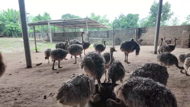 Ostrich Flock Under Shelter