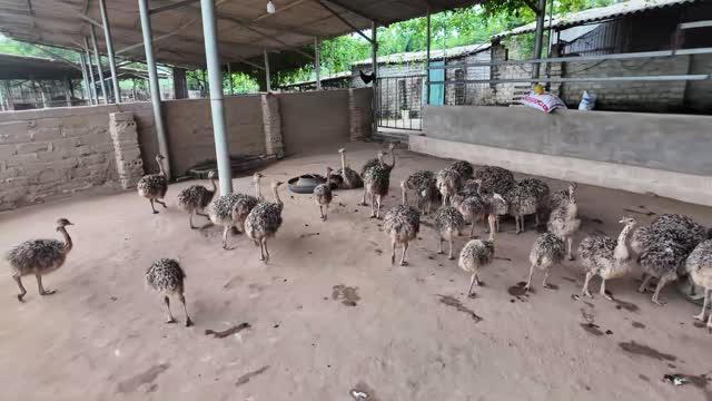 Ostriches In Covered Enclosure