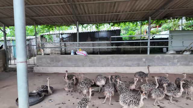 Young Ostriches In Farm Pen