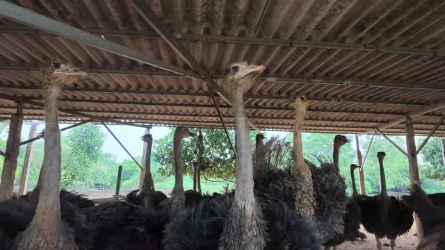 Ostrich Necks Low Angle