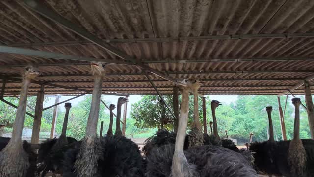 Ostrich Heads Under Roof