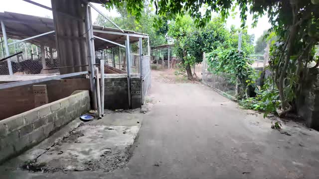 Adult Ostriches Under Shed