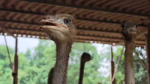 Ostrich Head Close Up