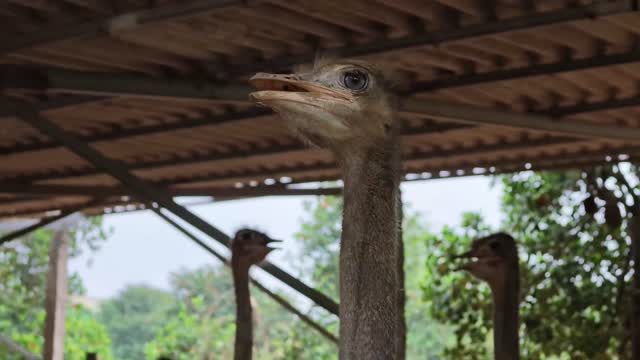 Ostrich Portrait Under Roof