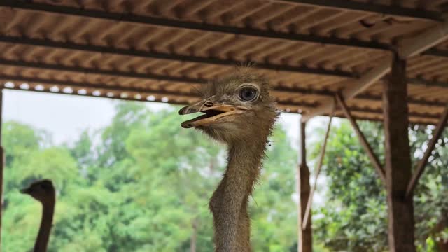 Ostrich Calling With Open Beak