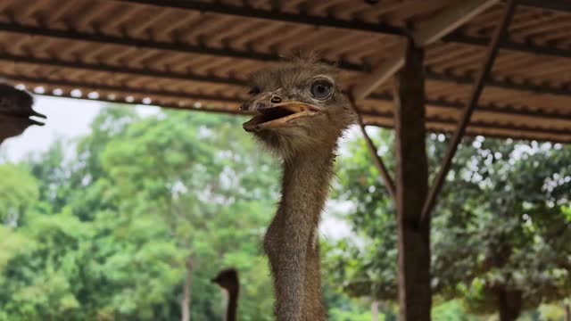 Ostrich Head Portrait