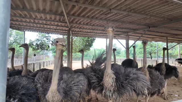 Adult Ostriches In Shelter