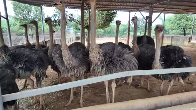 Ostriches Behind Farm Rail