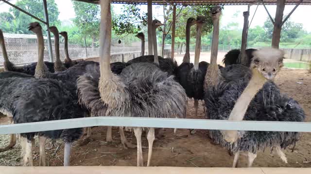 Ostrich Herd Under Shelter