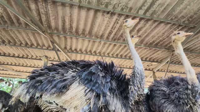 Ostriches From Below