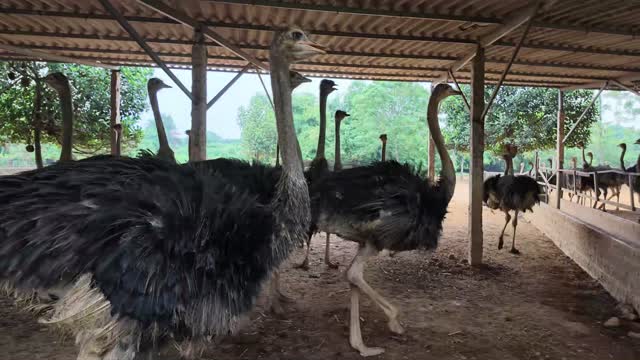 Ostriches Strolling Through Pen