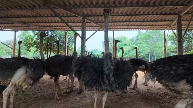 Ostrich Flock In Shaded Barn