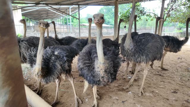 Ostriches Facing The Camera