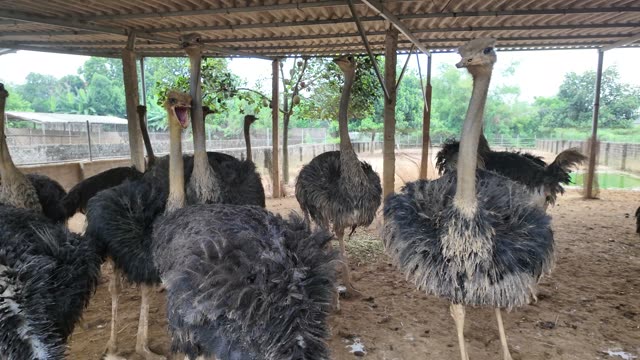 Ostriches Under Barn Roof
