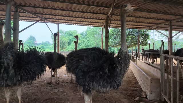 Ostriches By The Feed Trough