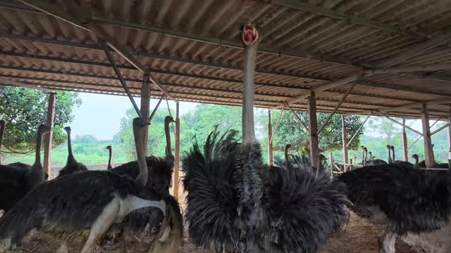 Ostrich Fanning Its Wings