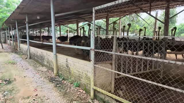 Ostrich Barn Behind Fence