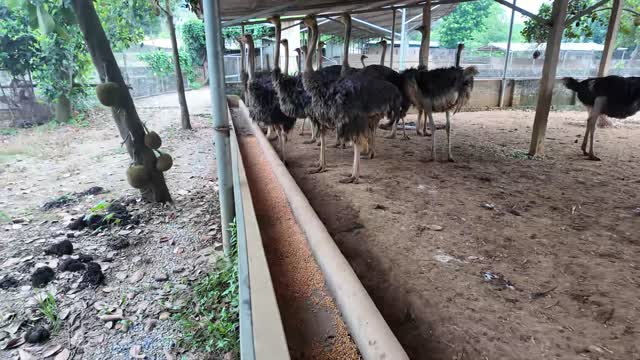 Ostriches In Open Barn