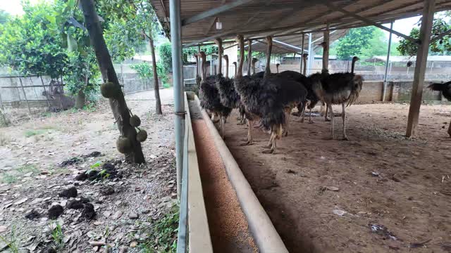 Ostrich Flock In Enclosure