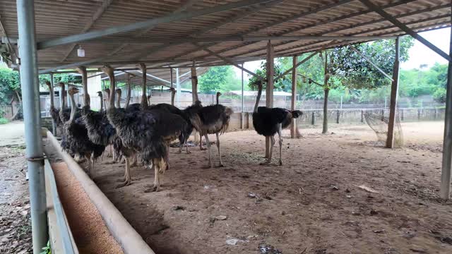 Ostriches In Farm Yard