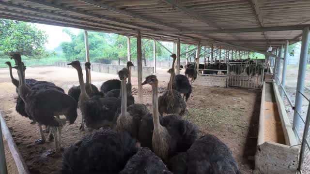 Ostriches Feeding In Row