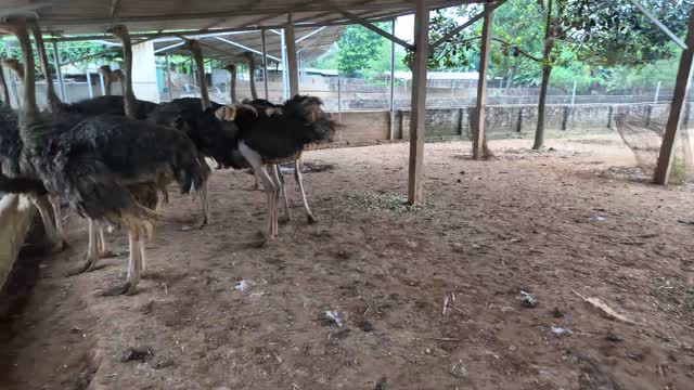 Ostriches In Shaded Pen